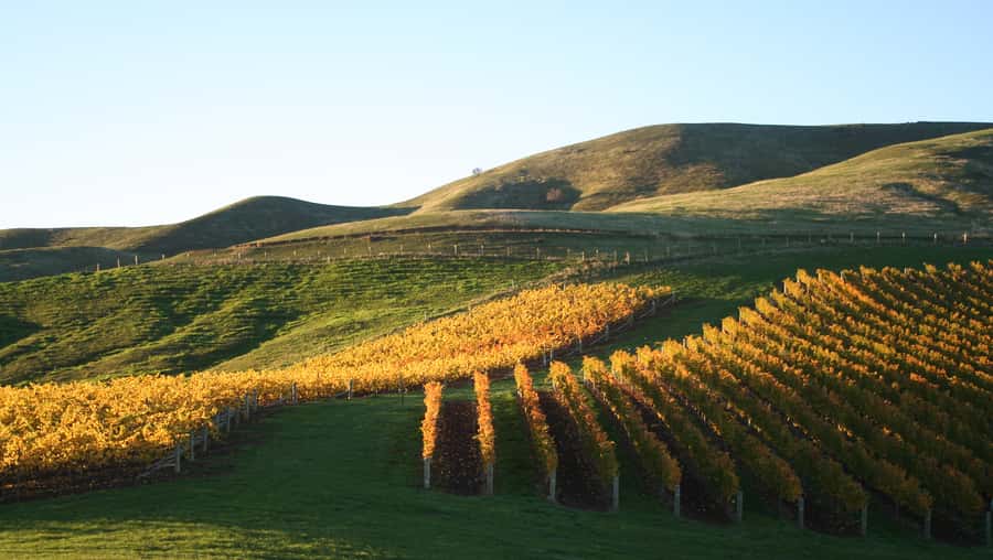 Marlborough: Wineries Visit with Tastings and 2-Course Lunch - Should you book it?