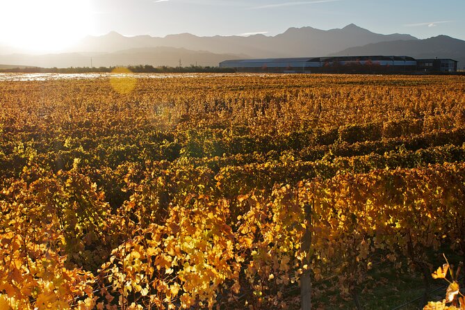 Marlborough Winery Tour - A Day of Cuisine & Wine 6hrs - Lunch at St Clair, with the bill left to you