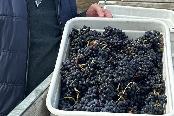 Martinborough Chefs shared wine tour ŵ lunch from Wellington - Coney Wines brings together lunch and seven tastings