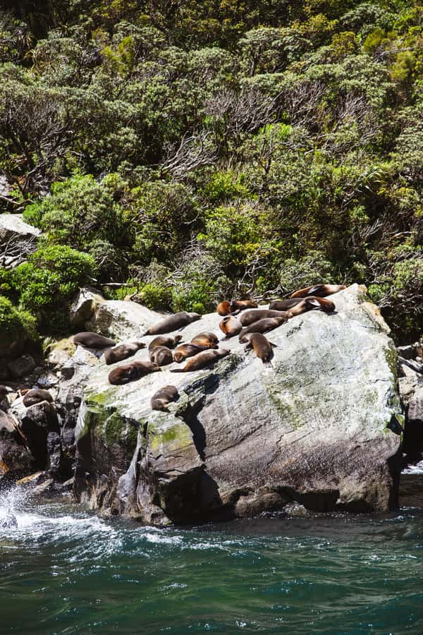 Milford Sound: 2-Hour Small Boat Scenic Cruise - Is $101 good value for two hours?