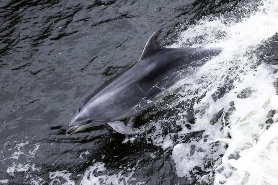 Milford Sound: 2-Hour Wildlife & Nature Cruise - From Milford Sound Visitor Terminal to the open fiord