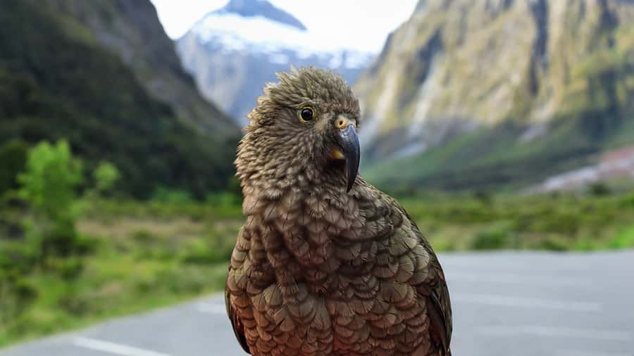 Milford Sound: Boutique Small-Boat Cruise - Stirling Falls and the famous glacial facial