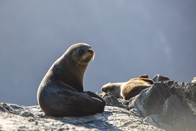 Milford Sound Cruise - RealNZ - Commentary, crew, and onboard food