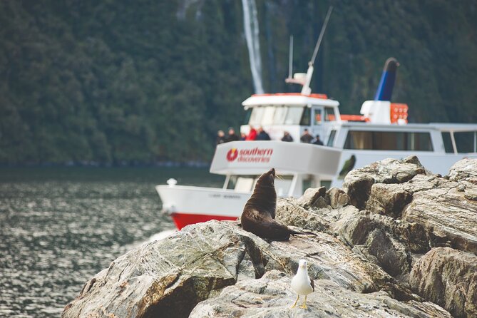 Milford Sound Extended Cruise with Southern Discoveries - Key points to know before you book