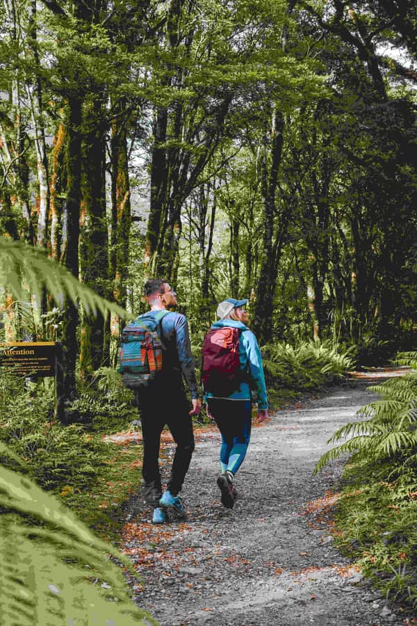 Milford Sound: Nature Cruise & Milford Track Walk - Key points to know before you book
