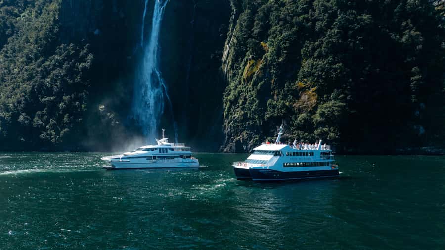 Milford Sound: Nature Cruise on a Modern Catamaran - Finding seals, dolphins, and a rare penguin