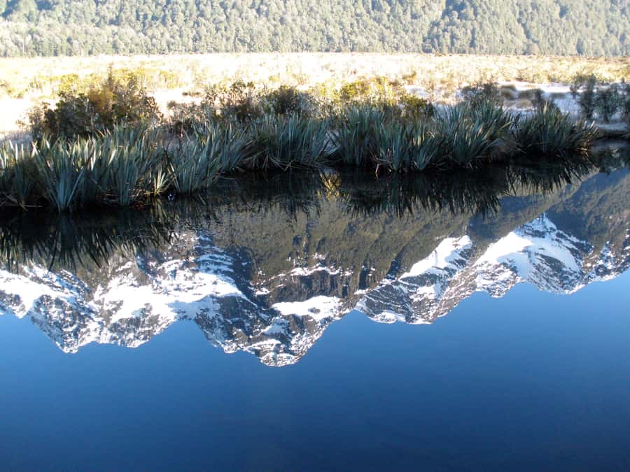 Milford Sound Premium Day Tour and Cruise from Te Anau - Booking details worth keeping in mind