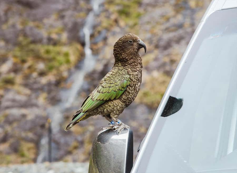 Milford Sound: Small-Group Tour from Te Anau - What the small group changes