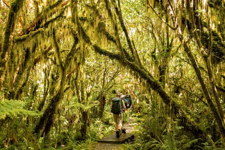 Milford Track: Full Day Guided Hike and Nature Cruise - Giant Gate Waterfall and the swing bridge