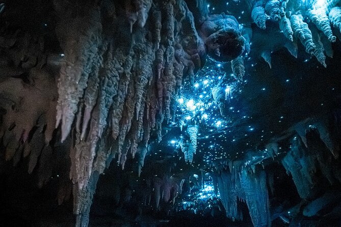 Milky Way Glowworm Cave Tour - Key points at a glance