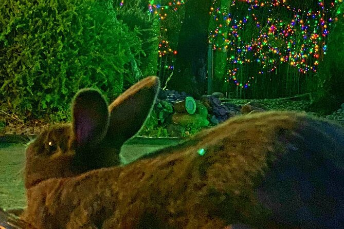 Mini Golf with Rabbits in Rotorua - Key points to know before you book