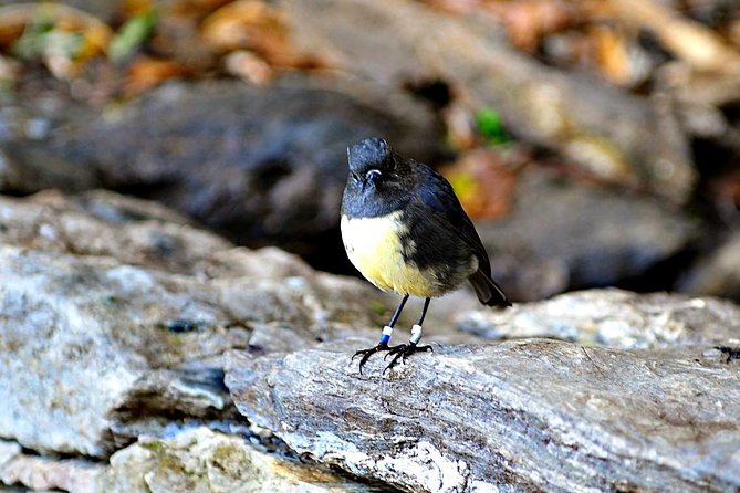Motuara Island Bird Sanctuary and Ship Cove Cruise from Picton - Key points to know before you book