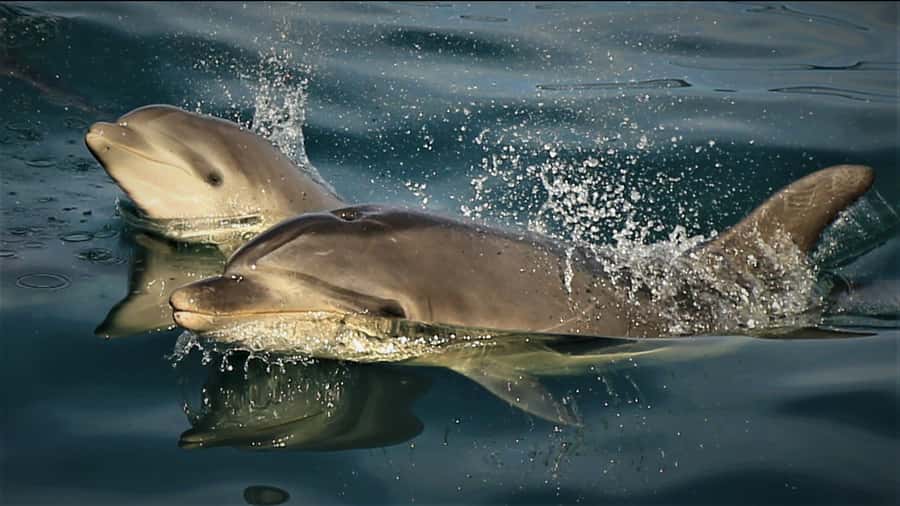 Motuara Island Sanctuary: Wildlife & Dolphin Watching Tour - Key points to know before you book