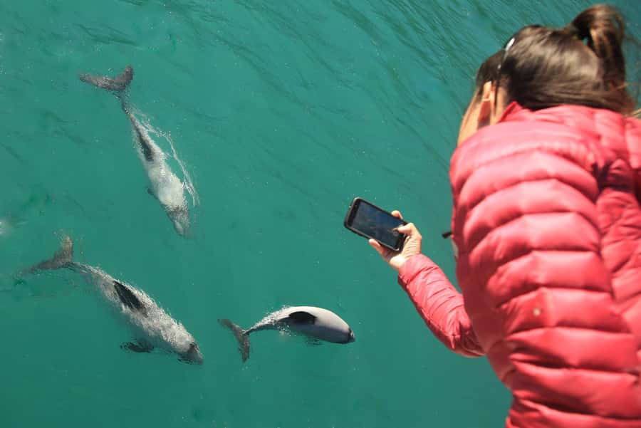 Motuara Island Sanctuary: Wildlife & Dolphin Watching Tour - Motuara Island’s bird sanctuary