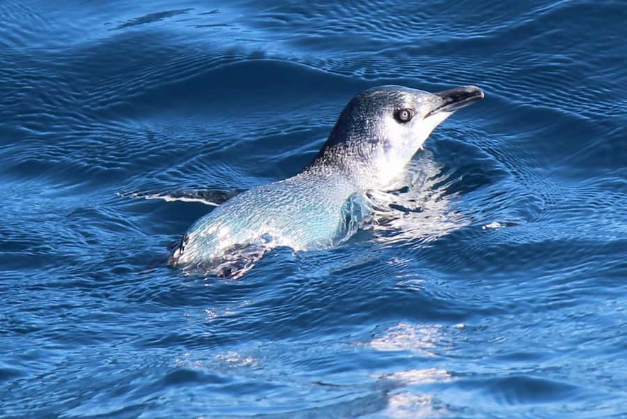 Motuara Island Sanctuary: Wildlife & Dolphin Watching Tour - Comfort, photography, and weather