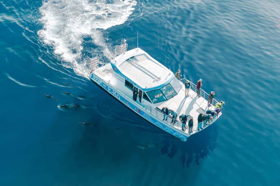 Motuara Island Sanctuary: Wildlife & Dolphin Watching Tour - Should you book Motuara Island Sanctuary?