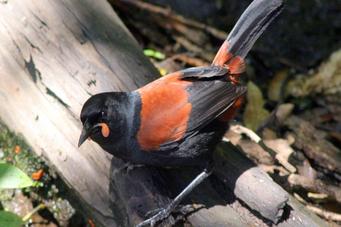 Motuara Wildlife Sanctuary Tour and Dolphin Cruise from Picton - From Picton Harbour into Queen Charlotte Sound