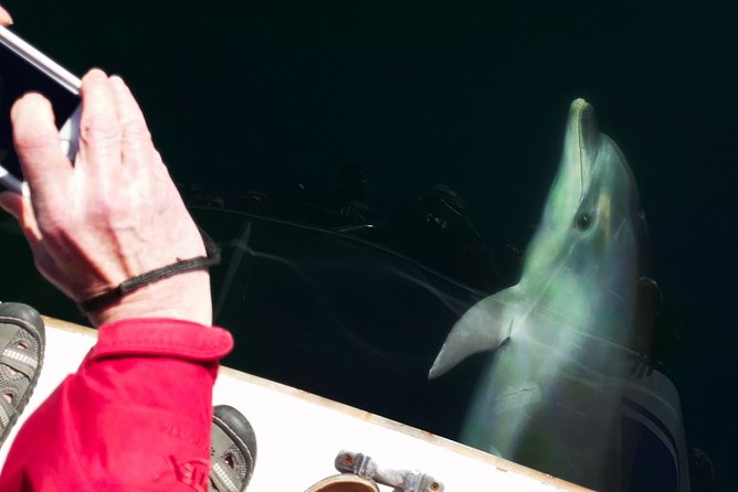 Motuara Wildlife Sanctuary Tour and Dolphin Cruise from Picton - What the included extras are really worth