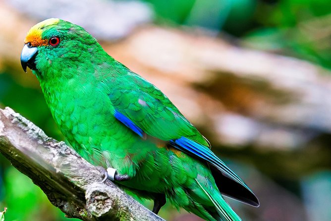 Motuara Wildlife Sanctuary Tour and Dolphin Cruise from Picton - Who should book this Picton cruise