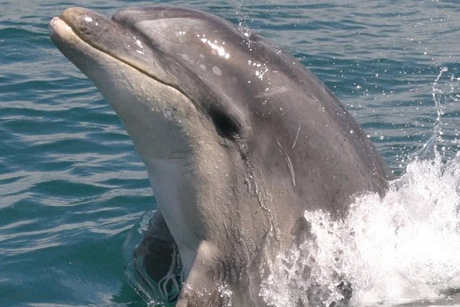 Motuara Wildlife Sanctuary Tour and Dolphin Cruise from Picton - Should you book the Motuara Wildlife Sanctuary Tour?