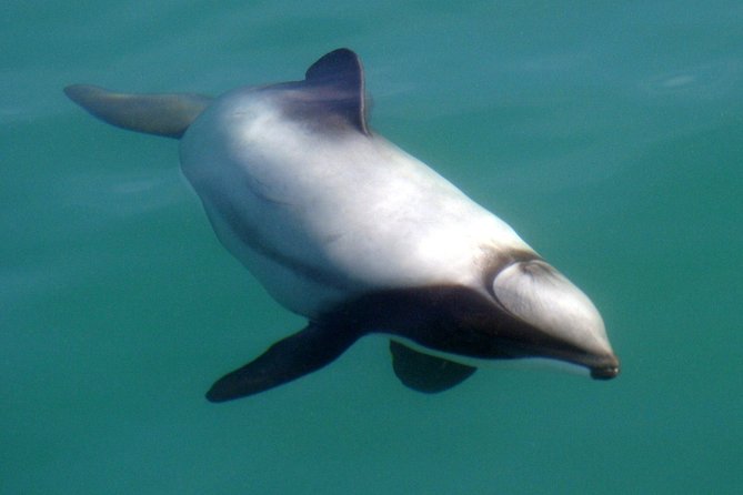 Motuara Wildlife Sanctuary Tour and Dolphin Cruise from Picton - FAQ