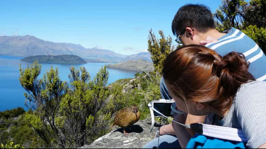 Mou Waho Island: 3-Hour Cruise and Guided Nature Walk - Key points to know before you book