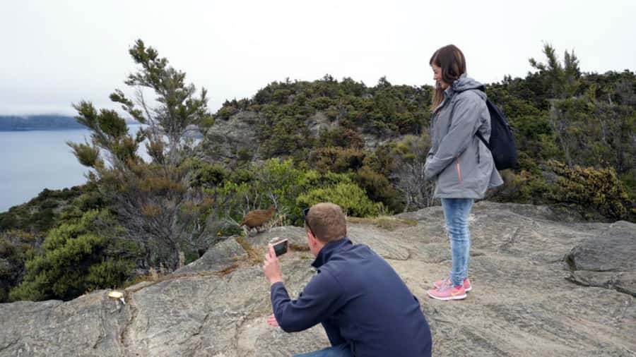 Mou Waho Island: 3-Hour Cruise and Guided Nature Walk - Wildlife in a protected island reserve