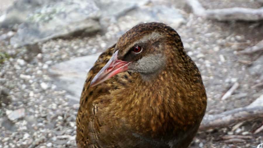 Mou Waho Island: 3-Hour Cruise and Guided Nature Walk - What the guides bring to the experience