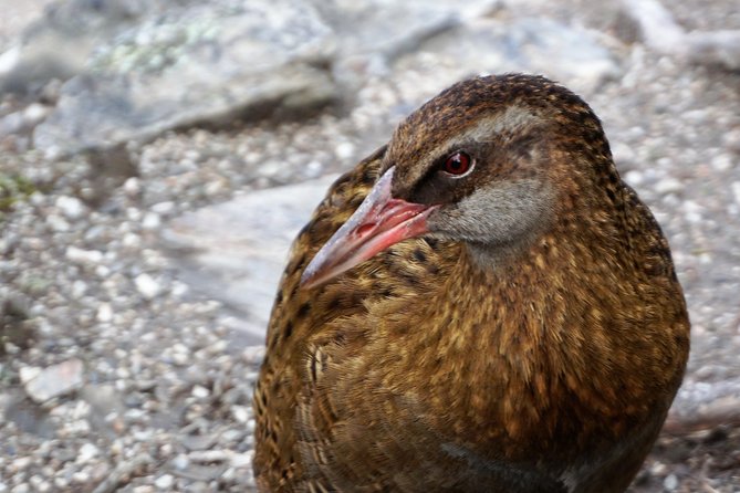 Mou Waho Island Cruise and Guided Nature Walk - Why Mou Waho is more than a standard lake cruise