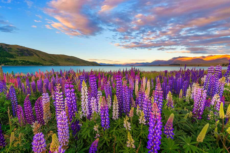 Mount Cook Day Tour from Christchurch - Should you book this tour?