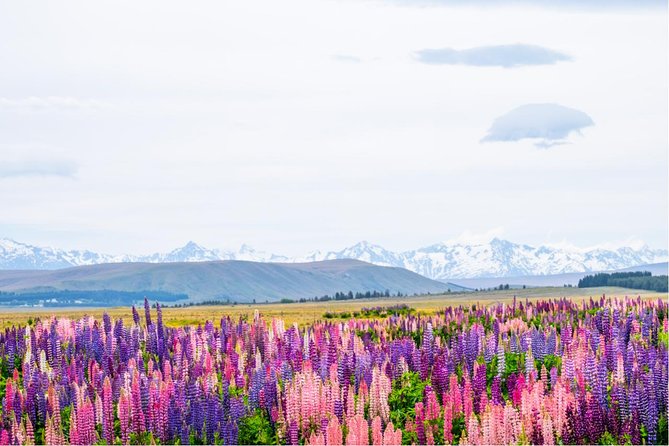 Mount Cook Day Tour from Queenstown - Lake Pukaki and the road through the Mackenzie Basin
