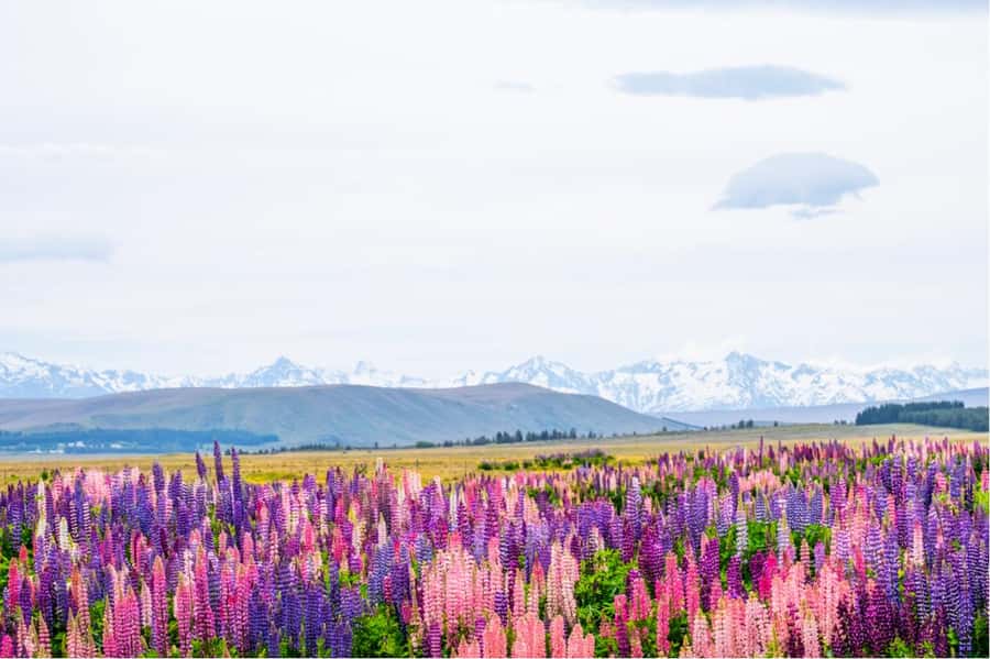 Mount Cook Full-Day Tour: Queenstown to Christchurch - Crossing the Lindis Pass and Mackenzie Country