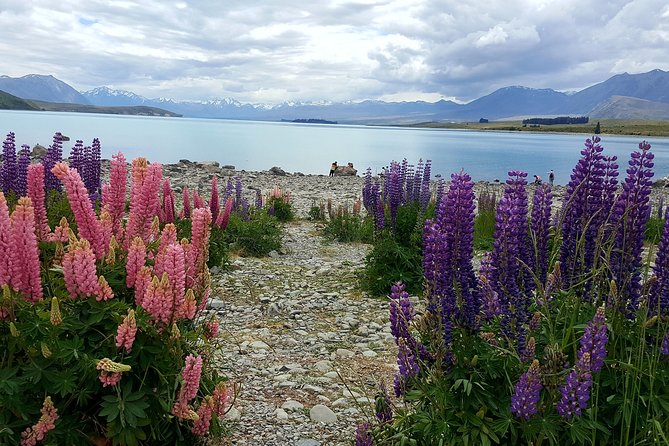 Mount Cook, Lake Tekapo and Tasman Glacier Tour from Christchurch - Lake Tekapo and the Church of the Good Shepherd