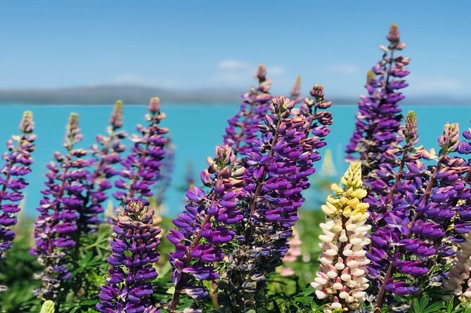 Mt Cook to Christchurch One-Way Small Group Tour via Lake Tekapo - Why this transfer is worth considering