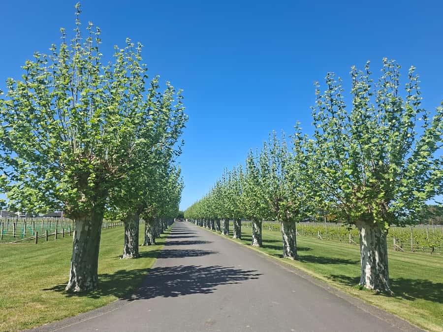 Napier: Afternoon Winery & Gin Tasting Tour Thu Fri Sat - What the Wine Tasting Really Gives You