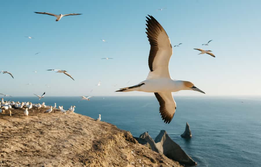 Napier: Cape Kidnappers Gannet, Nature & Sightseeing Tour - Why Cape Kidnappers is such a strong wildlife stop