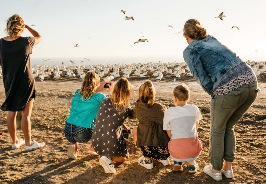 Napier: Cape Kidnappers Gannet, Nature & Sightseeing Tour - Maori stories, farming, and conservation along the way