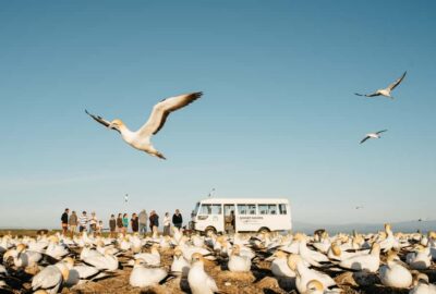 Cape Kidnappers Gannet, Nature & Sightseeing Tour