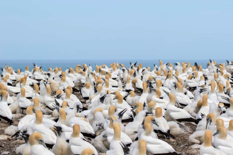 Napier: Cape Kidnappers Gannet, Nature & Sightseeing Tour - Photography, weather, and what to pack