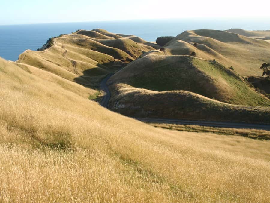 Napier: Cape Kidnappers Gannet, Nature & Sightseeing Tour - Who should book this Cape Kidnappers tour?