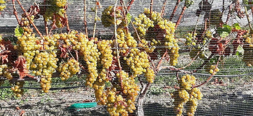 Napier: Winery + Gin Tasting Tour with Lunch Thu Fri Sat - Gin in Napier’s National Tobacco Building