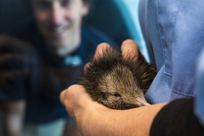 National Kiwi Hatchery - Kiwi Encounter Guided Tour - Why this short Rotorua tour matters