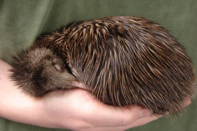 National Kiwi Hatchery - Kiwi Encounter Guided Tour - How the one-hour format works for your day