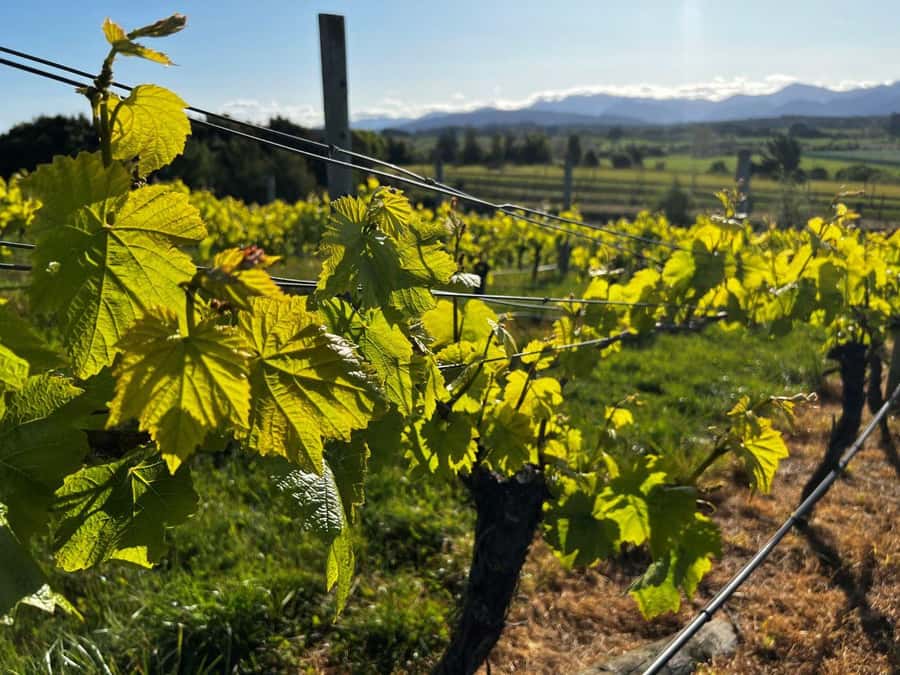 Nelson: Wine Tour with Tastings and Lunch - The guides make the difference