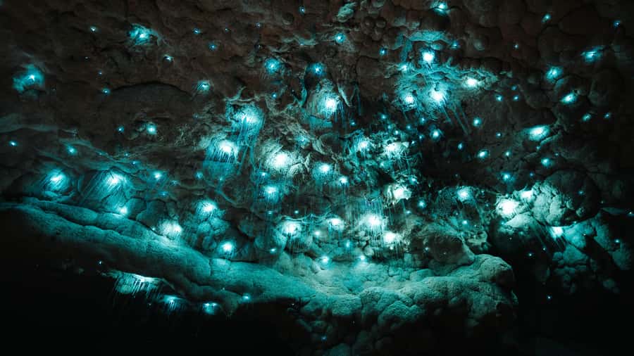 New Zealand: Milky Way Glowworm Cave Tour - Thirty steps down into a 15°C cave