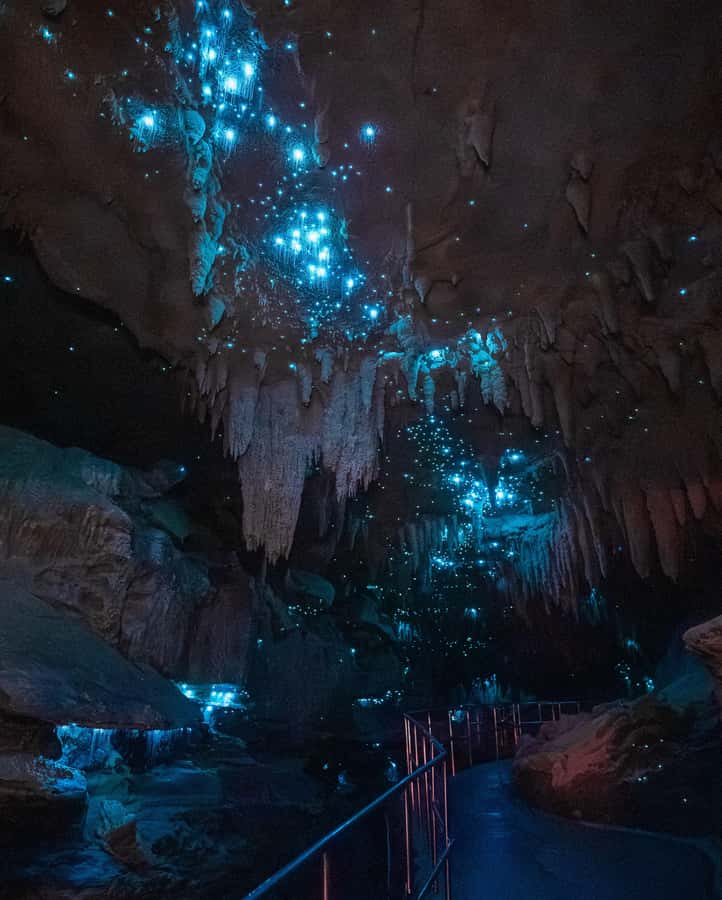 New Zealand: Milky Way Glowworm Cave Tour - The 300-metre approach through bush and limestone