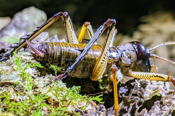 Nocturnal adventure Glow-worm tour - Key points before you book
