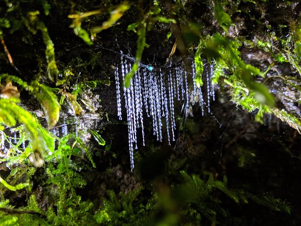 Nocturnal adventure Glow-worm tour - From Rotorua to the bush in a small van