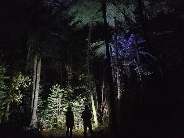 Nocturnal adventure Glow-worm tour - Clear skies, rain, and the wider night sky