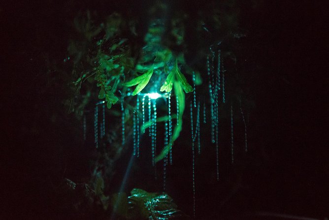 Nocturnal adventure Glow-worm tour - The 2-kilometre walk through native bush